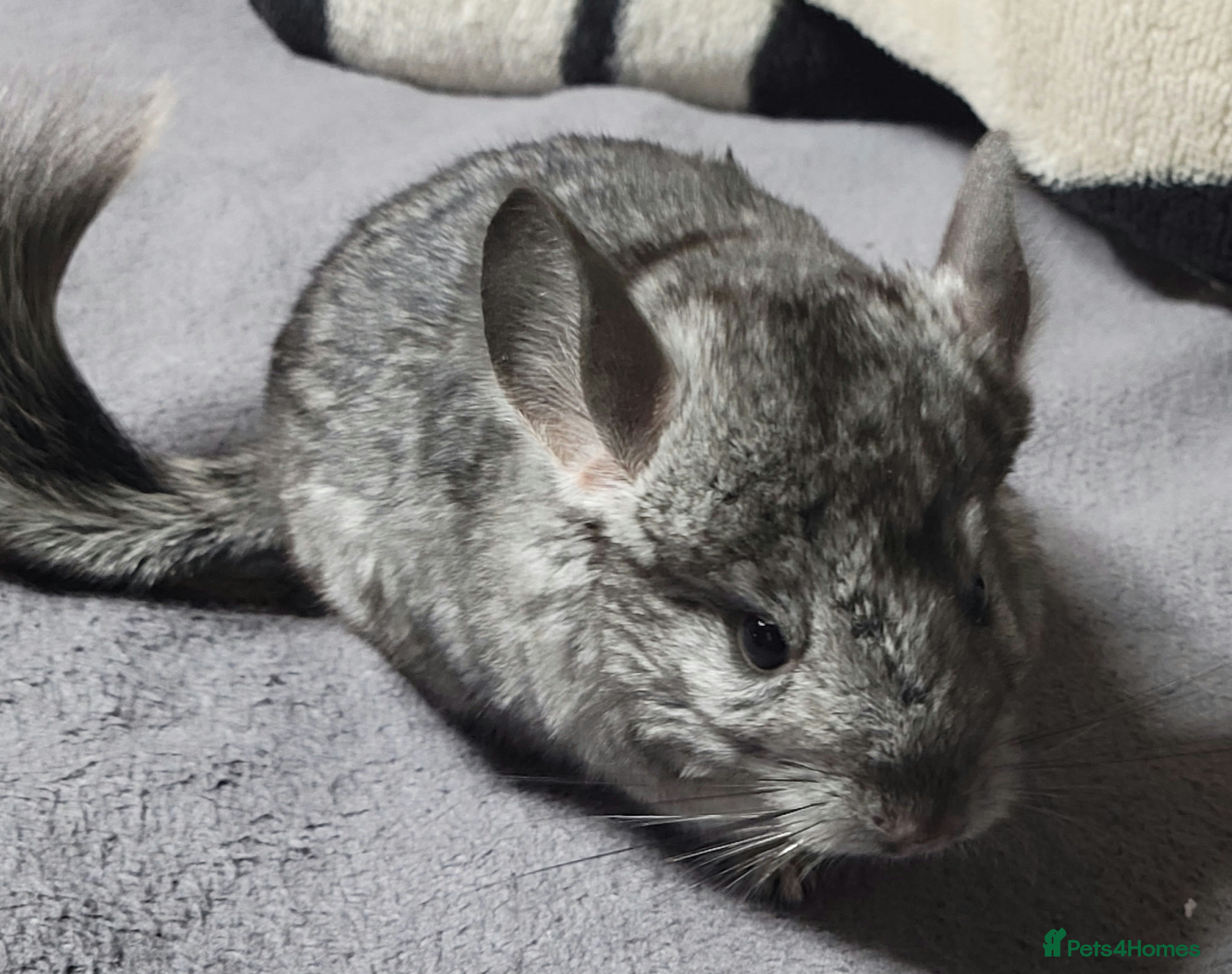 Chinchilla rodents Baby male chinchillas - Advert 10