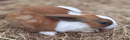 Dutch rabbits for sale: 6 Dutch rabbits - Advert 2