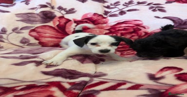 Mixed Breed dogs - Advert 7