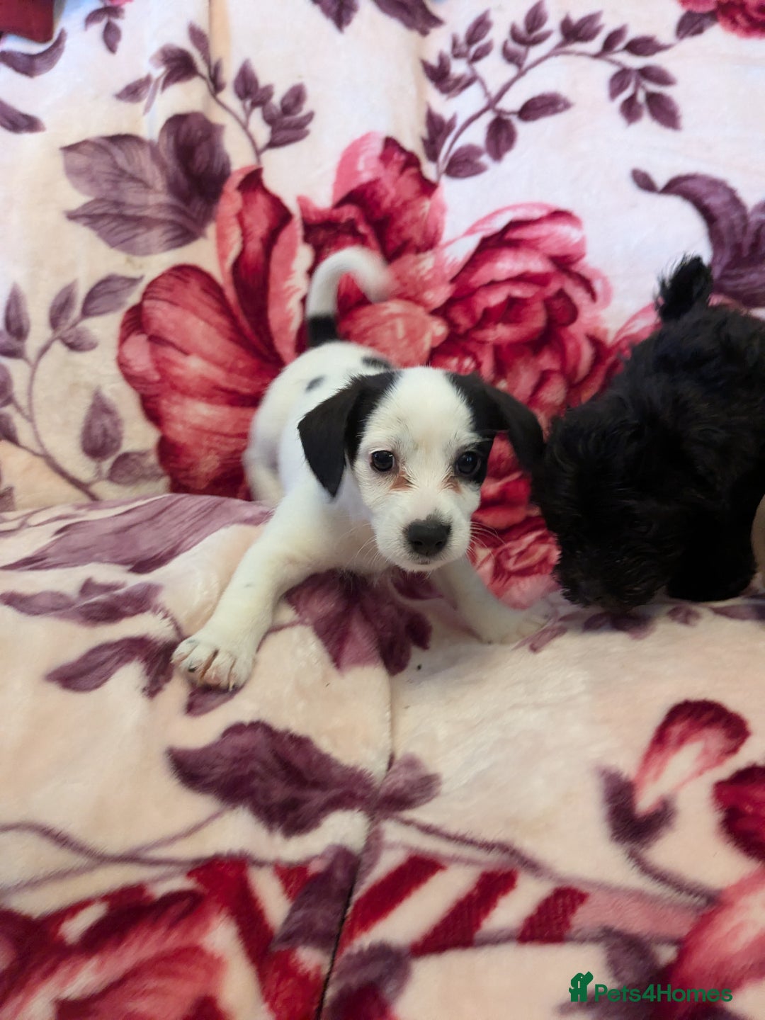 Mixed Breed dogs for sale: F1b cockapoo - Image 2