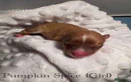 Pomeranian dogs for sale: Beautiful mix of Russian/Chi Tien Pomeranian Pups - Image 3