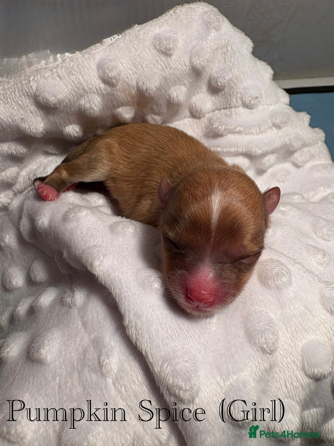 Pomeranian dogs for sale: Beautiful mix of Russian/Chi Tien Pomeranian Pups - Image 3