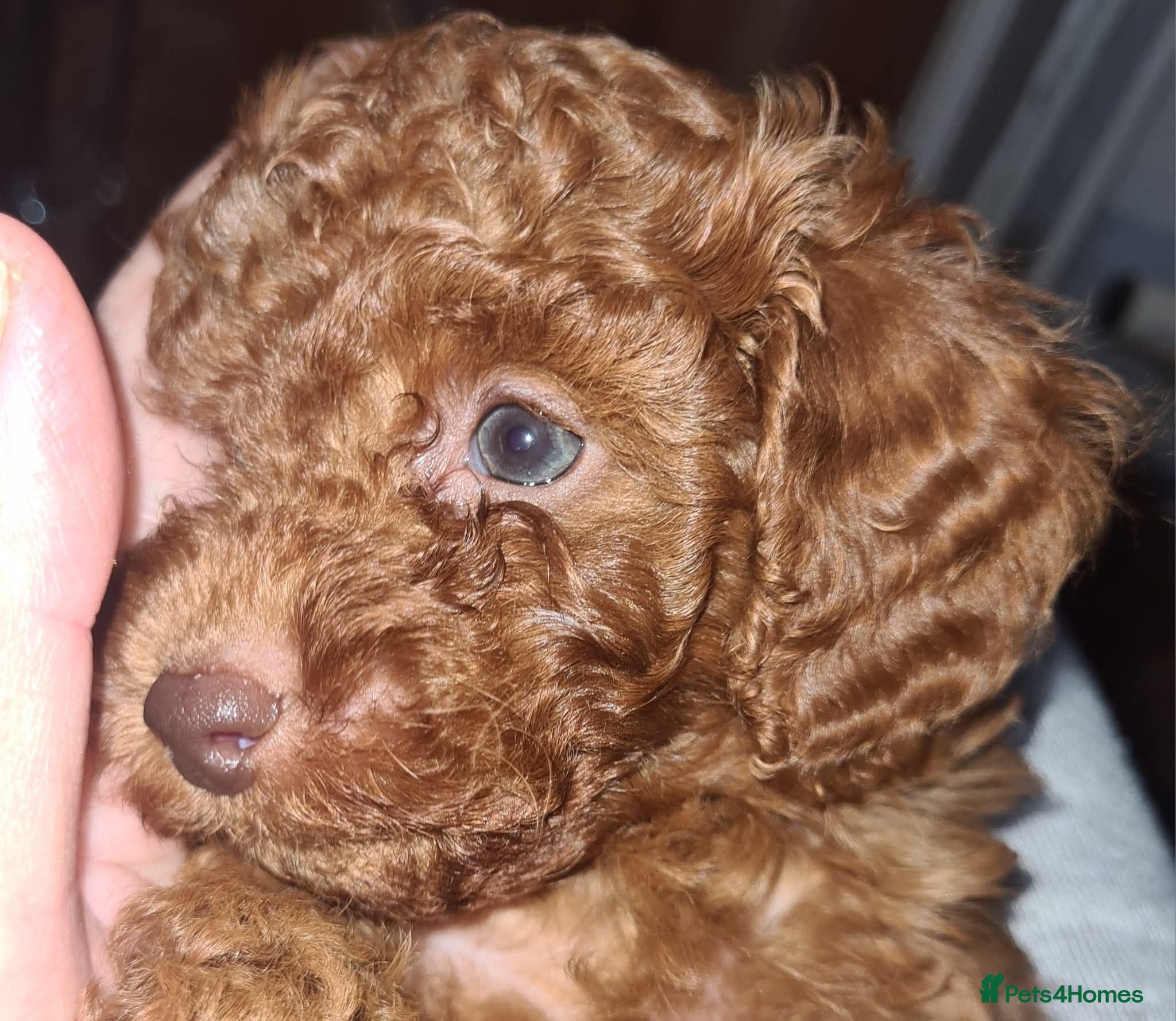Cavapoo dogs Tiny toy red cavapoo litter due  - Advert 6