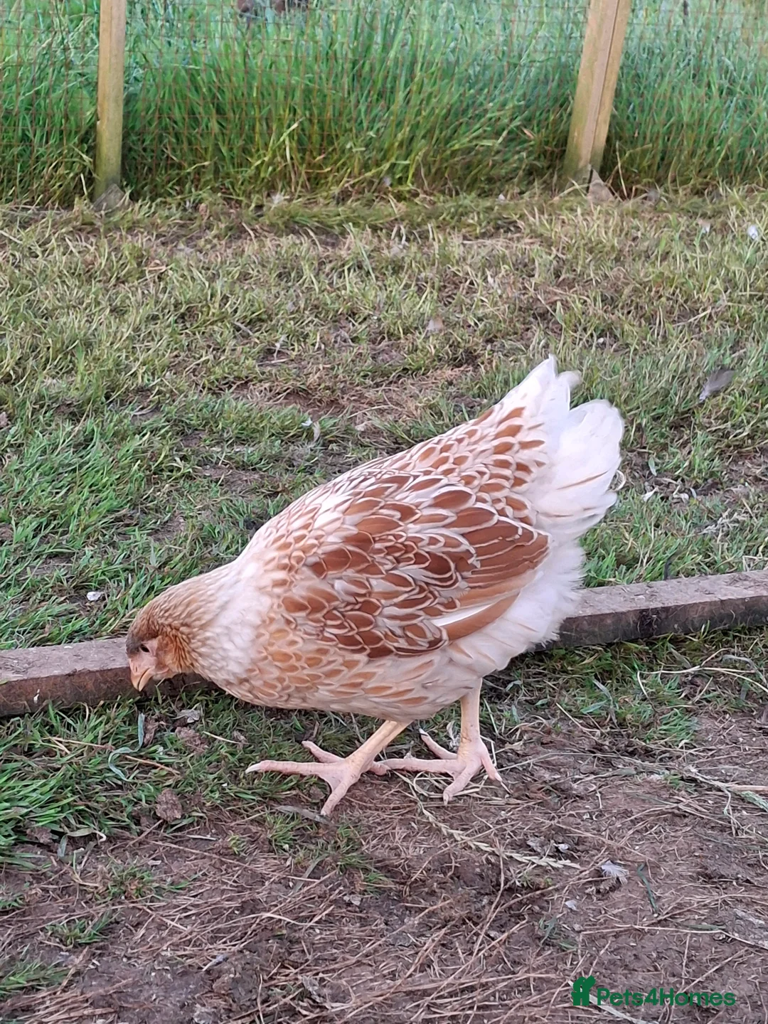 Chickens poultry for sale: LACED WYANDOTTES  - Advert 17