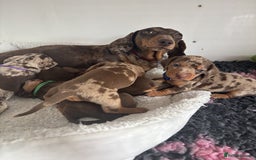 Miniature Dachshund dogs for sale: BEAUTIFUL MINIATURE DACHSHUNDS PUPPIES - Image 10