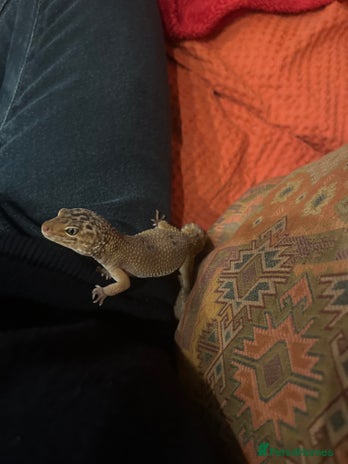 Leopard Gecko reptiles - Advert 7
