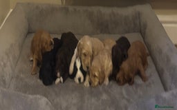 Cockapoo dogs for sale: Stunning F1 Cockapoos from H/Tested KC Parents!! - Image 3