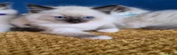 Ragdoll cats for sale: Registered Ragdoll Kittens  - Advert 11
