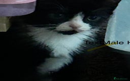 Mixed Breed cats for sale: Ragdoll x breed - Image 21