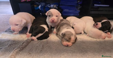 American Bull Staffy dogs ❤️❤️❤️STAFFORDSHIRE X AMERICAN BULL ❤️❤️❤️ - Advert 14