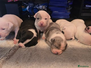 American Bull Staffy dogs for sale: Stunning litter of American bull x staffy puppys - Advert 1