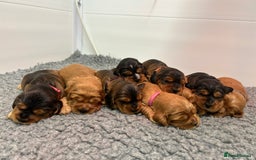 Cockalier dogs for sale: Adorable cockalier puppies 💙🩵💜❤️🩷 - Advert 3