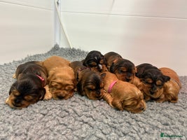 Cockalier dogs Adorable cockalier puppies 💙🩵💜❤️🩷 - Advert 1