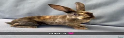 Rex rabbits for sale: Beautiful Pure Mini Rex Babies  - Advert 7