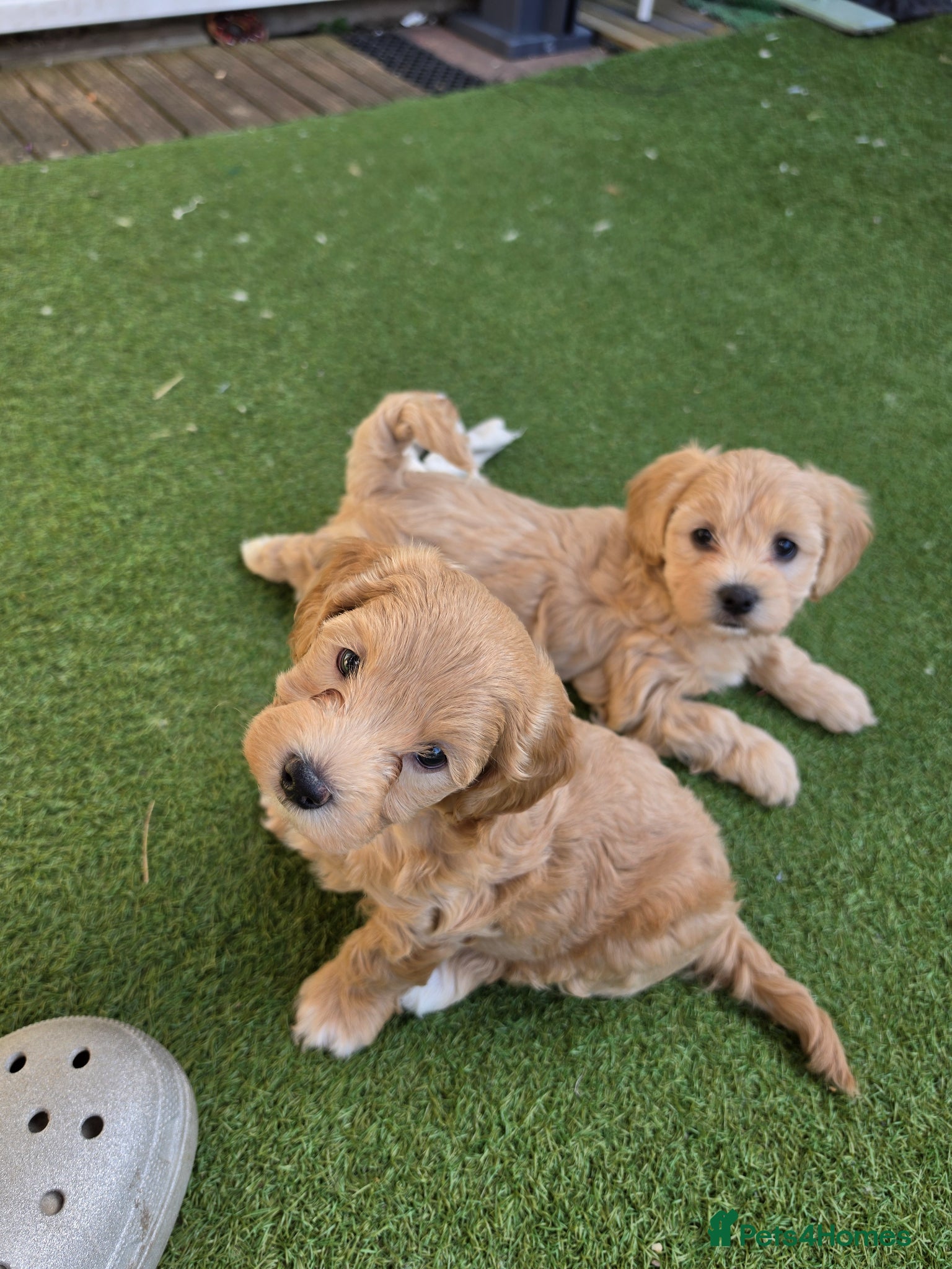 Maltipoo dogs Gorgeous f2 maltipoo puppies  - Advert 14