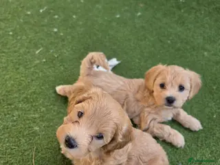 Maltipoo dogs Gorgeous f2 maltipoo puppies - Advert 14