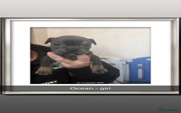Olde English Bulldogge dogs for sale: Old English bulldog puppies  - Image 2
