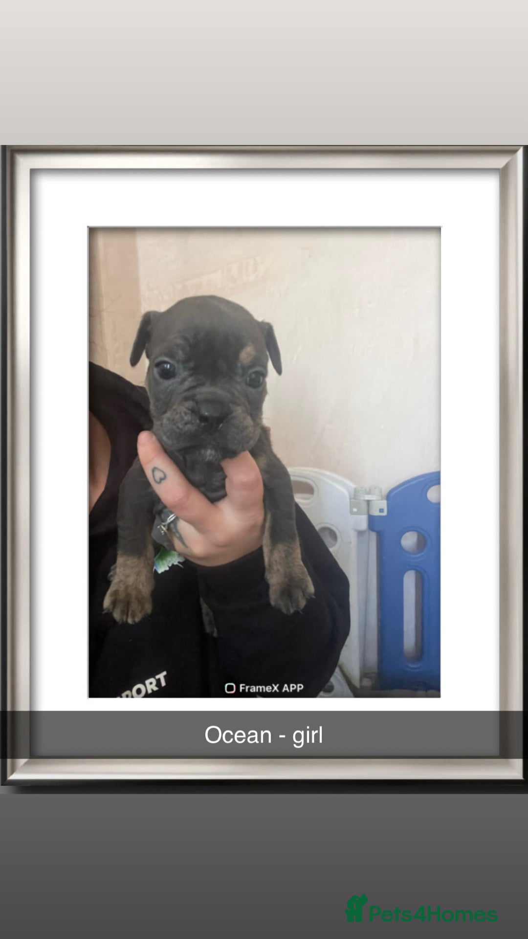 Olde English Bulldogge dogs for sale: Old English bulldog puppies  - Image 2