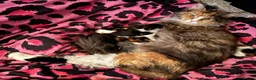 Maine Coon cats for sale: Adorable half Tortoiseshell Maine coon kittens - Advert 1
