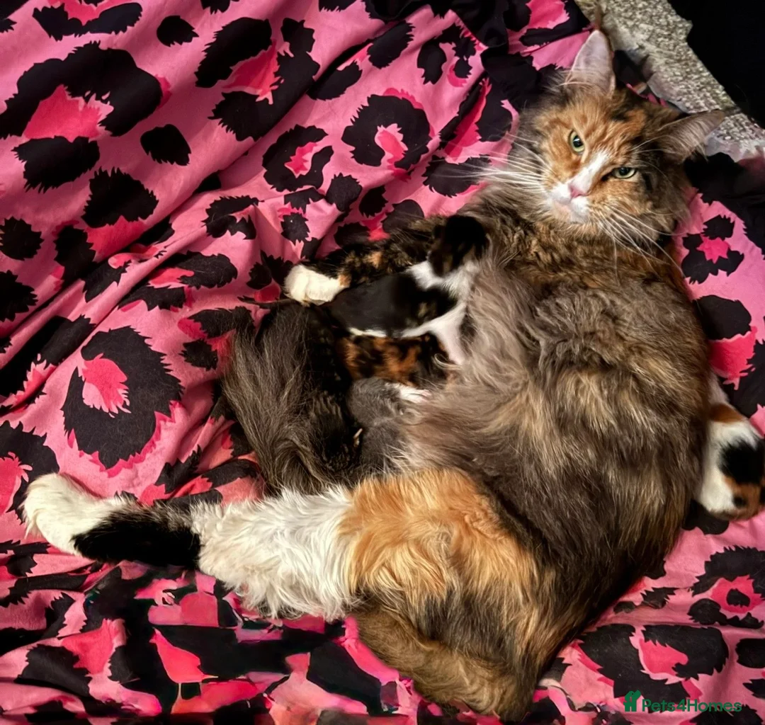 Maine Coon cats for sale: Adorable half Tortoiseshell Maine coon kittens - Advert 1
