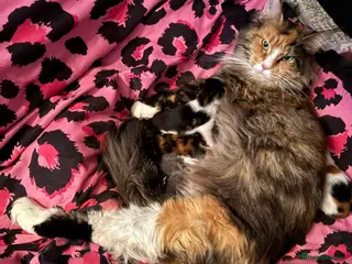 Maine Coon cats Adorable half Tortoiseshell Maine coin kittens - Advert 1