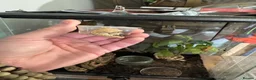 Gecko reptiles for sale: Mixed crested geckos  - Advert 6