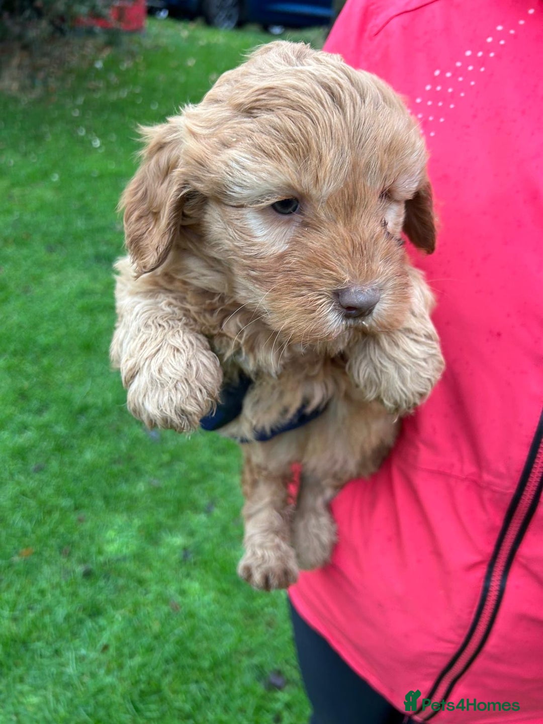 Goldendoodle dogs for sale: Two Stunning Healthy Girl Goldendoodle Puppies  - Advert 5