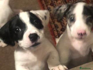 Jack Russell dogs Beautiful jack Russell puppies - Advert 9