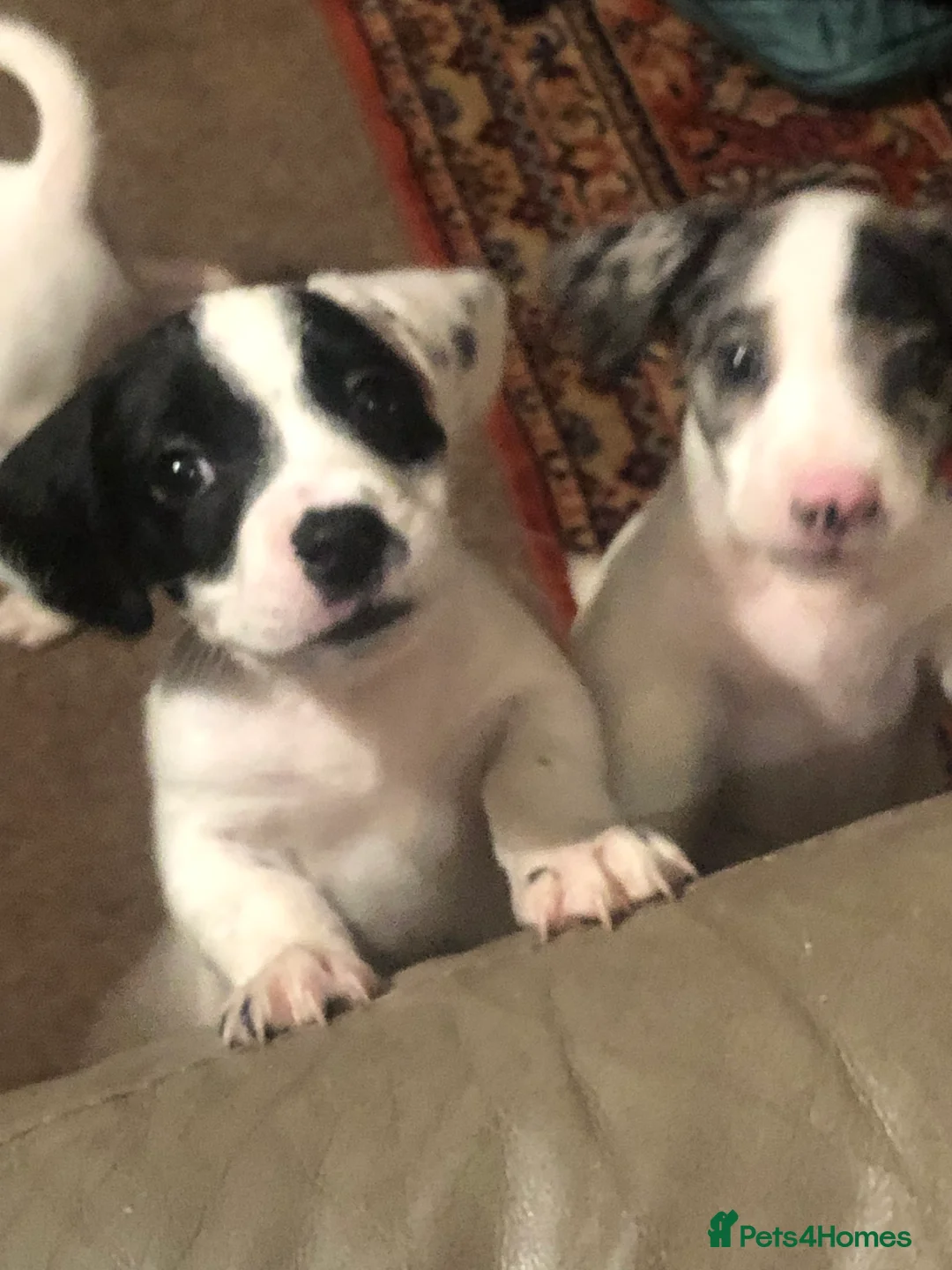 Jack Russell dogs for sale: Beautiful jack Russell puppies  - Advert 1