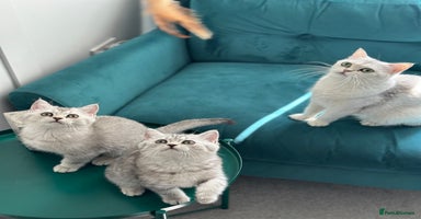 British Shorthair cats - Advert 16