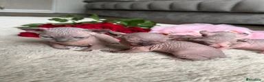 Sphynx Kitten 1