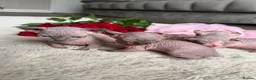 Sphynx cats for sale: Canadian Elf Sphynx  - Advert 5