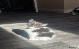 British Shorthair cats for sale: Black and white kittens! - Image 14