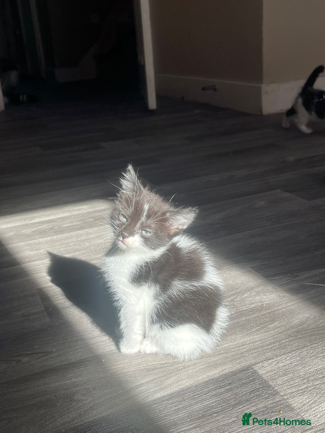 British Shorthair cats for sale: Black and white kittens! - Image 14