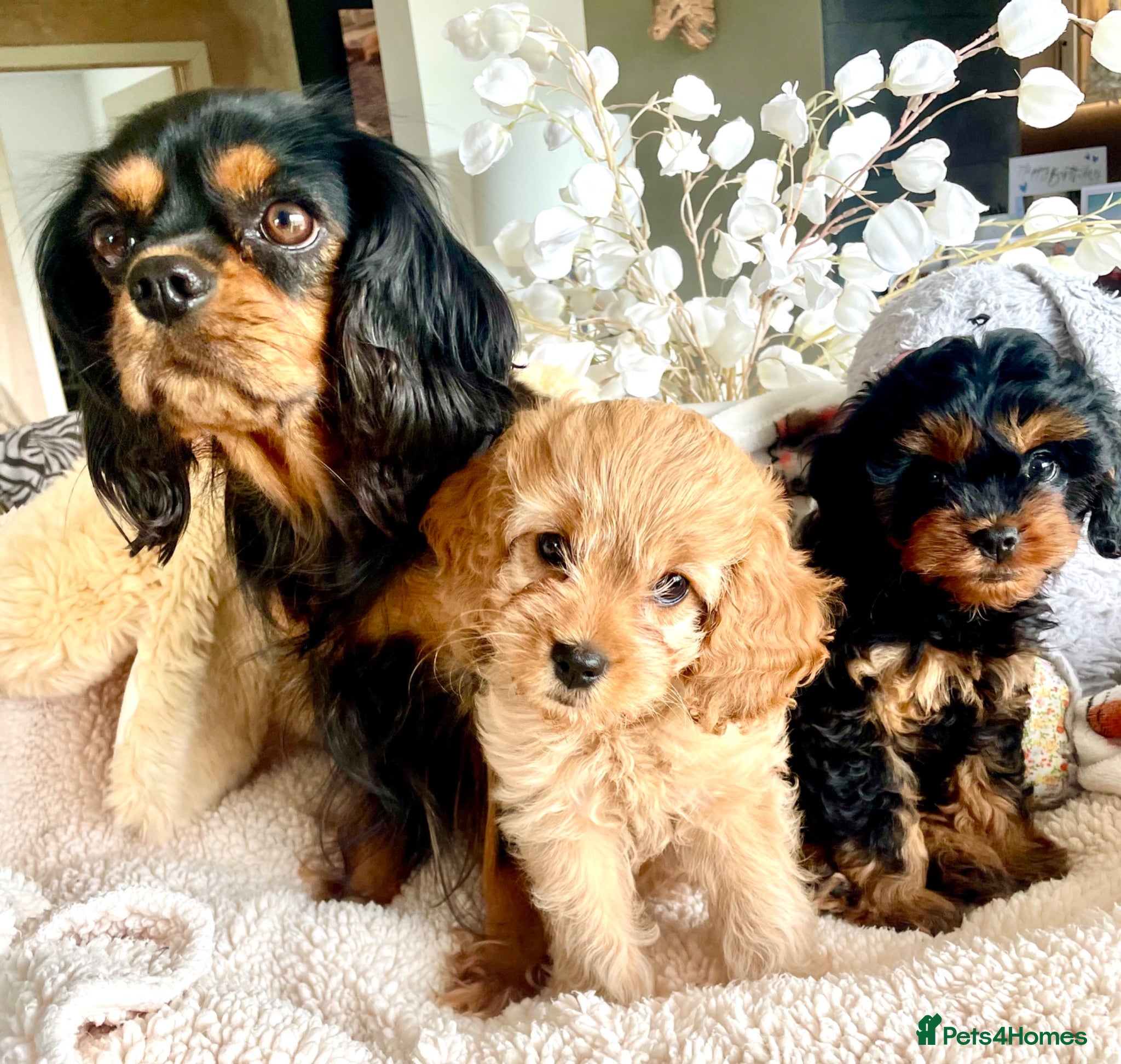Cavapoo dogs Perfect Cavapoo pups - Advert 2