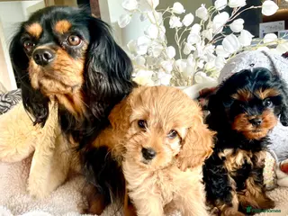Cavapoo dogs Perfect Cavapoo pups - Advert 2