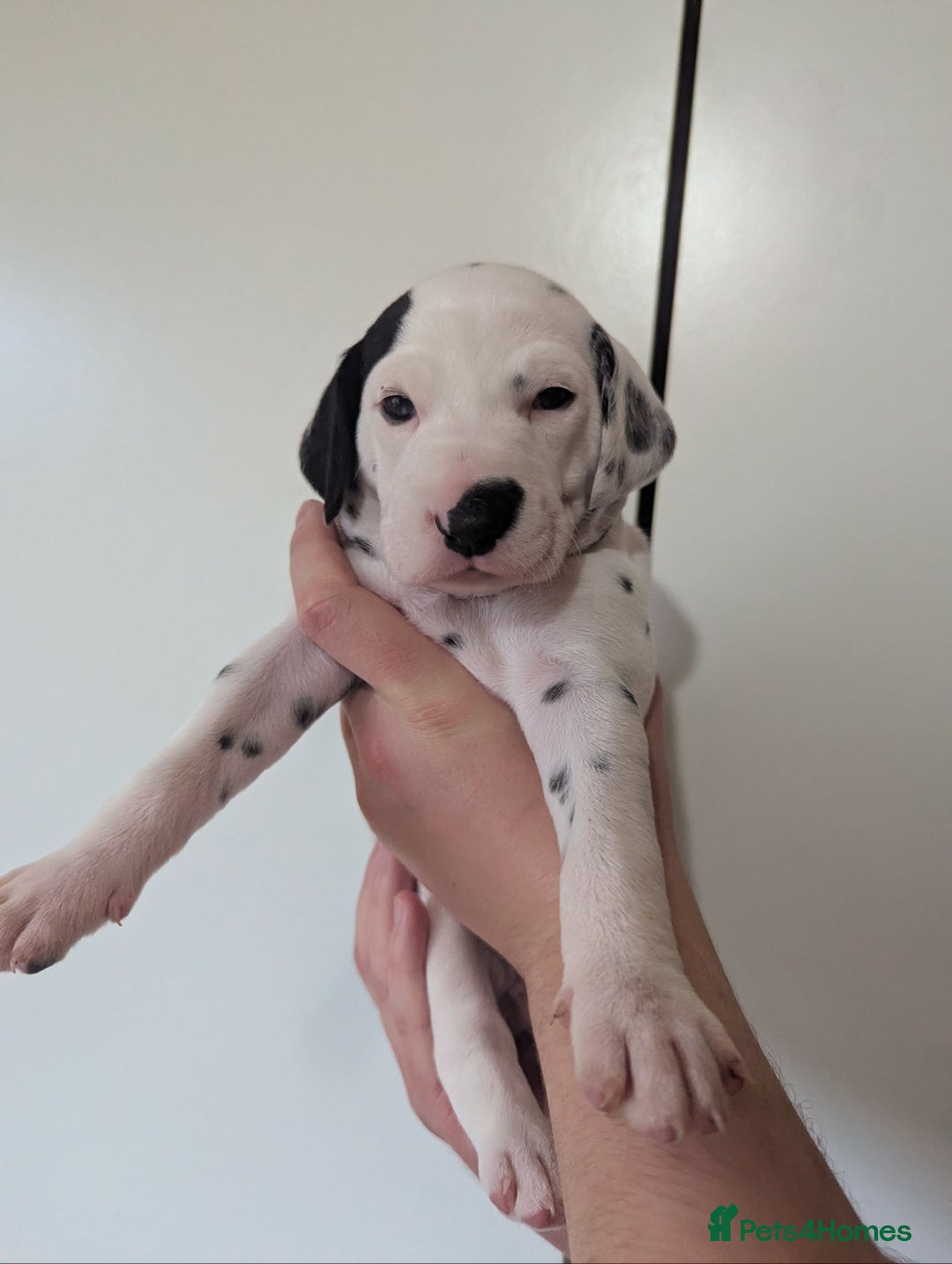 Dalmatian dogs for sale: Beautiful litter of 6 Dalmatian Puppies - Advert 6