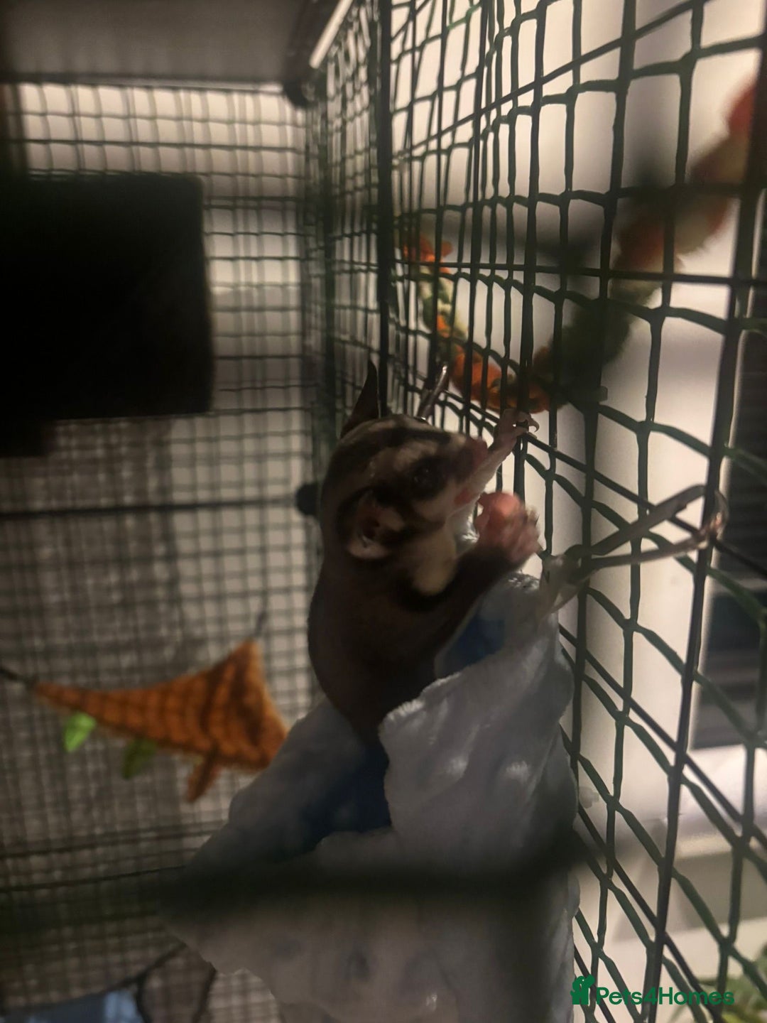 Sugar Glider rodents for sale: Breeding pair sugar gliders  - Advert 4