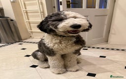 Sheepadoodle dogs for sale: Sheepadoodle puppies F1 - Image 16