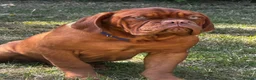 Dogue De Bordeaux dogs for sale: Amazing show quality puppies available ! - Advert 2