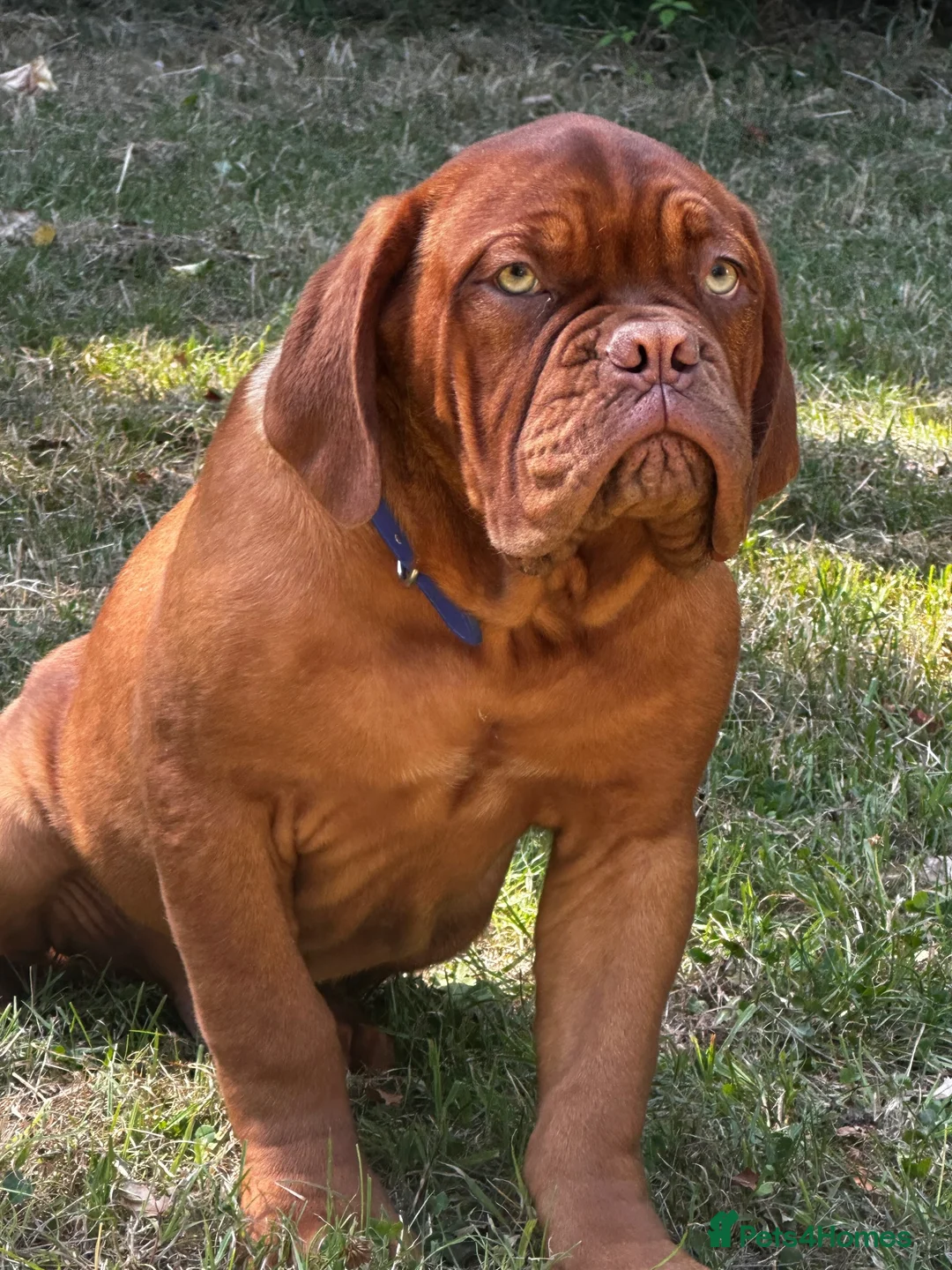 Dogue De Bordeaux dogs for sale: Amazing show quality puppies available ! - Advert 2