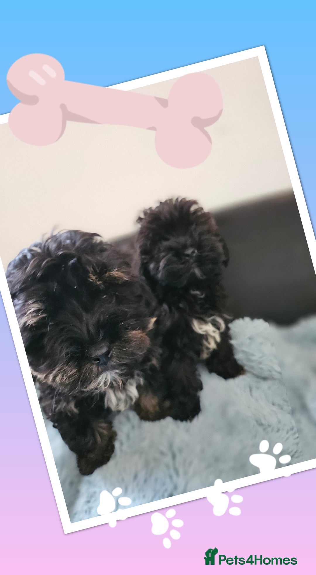 Shihpoo dogs for sale: Phantom shihpoo puppys - Advert 3
