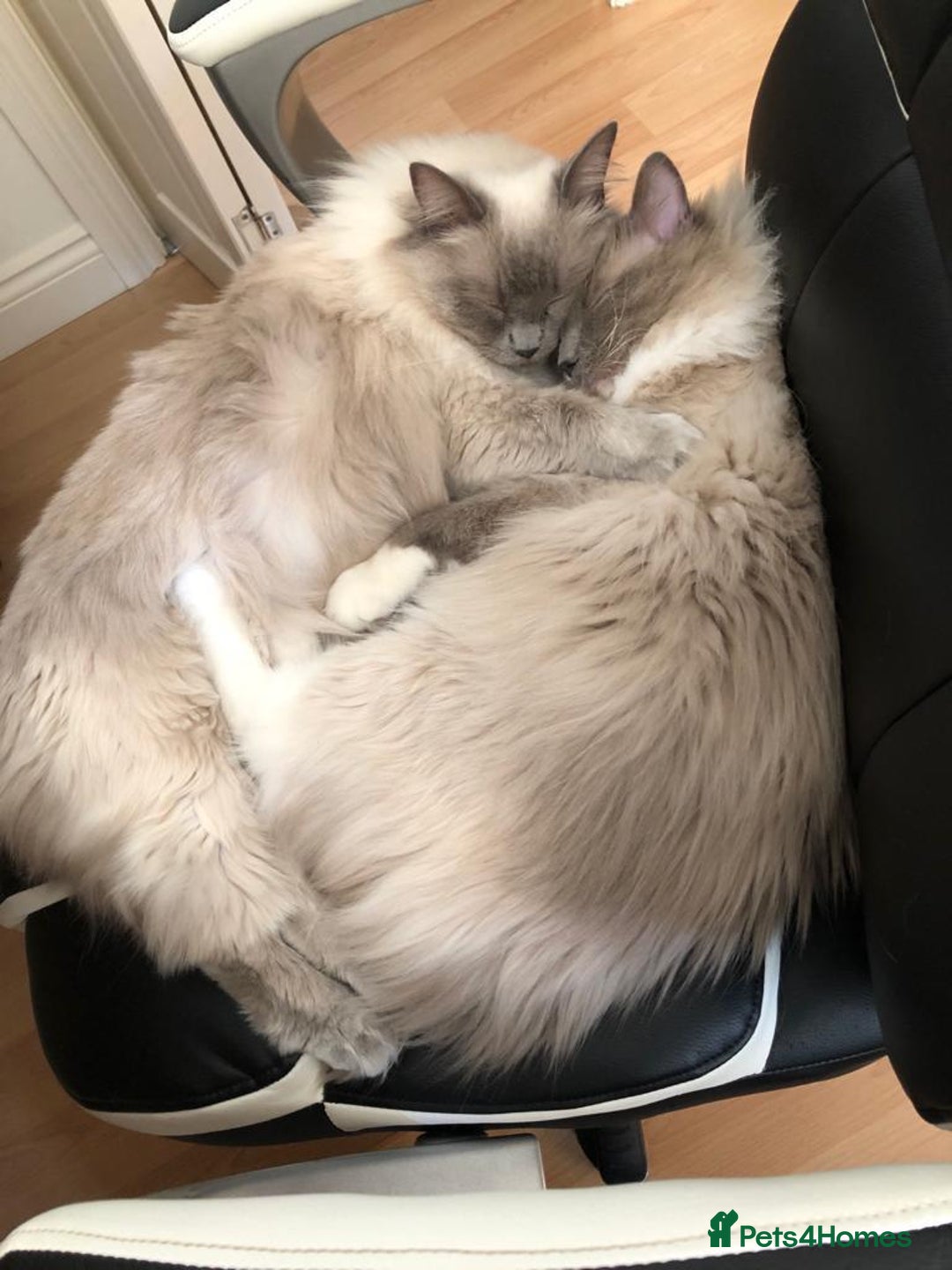 Ragdoll cats for sale: GCCF Reg. Ragdoll kittens Champion lines - Advert 2