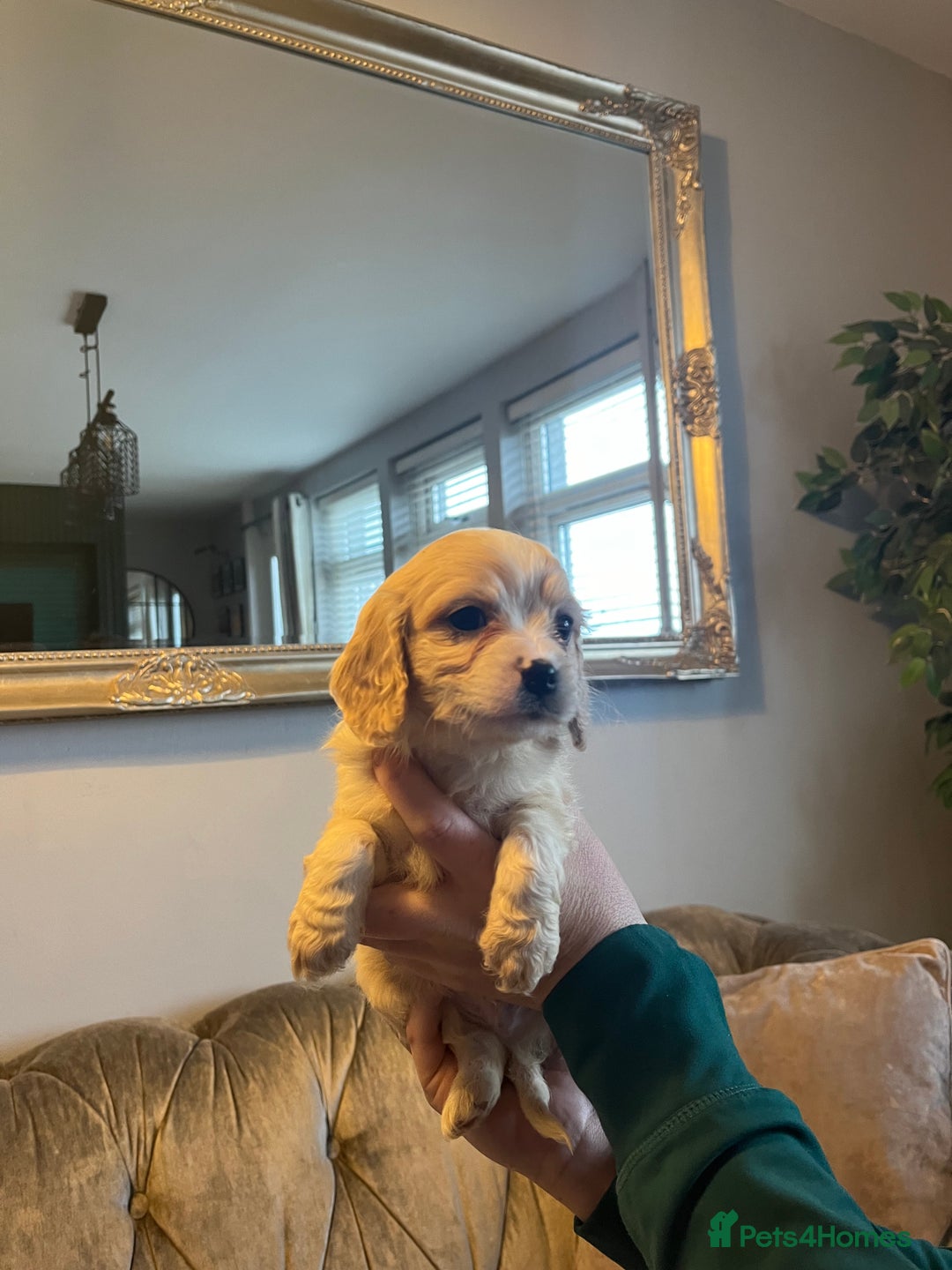 Cavachon dogs for sale: Cavachon puppies  - Advert 6