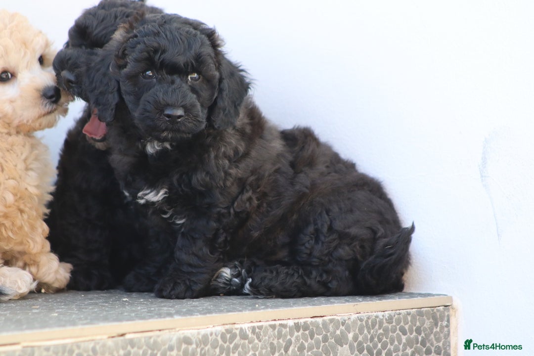 Poochon dogs for sale: F1 Poochon puppies For Sale  - Image 10