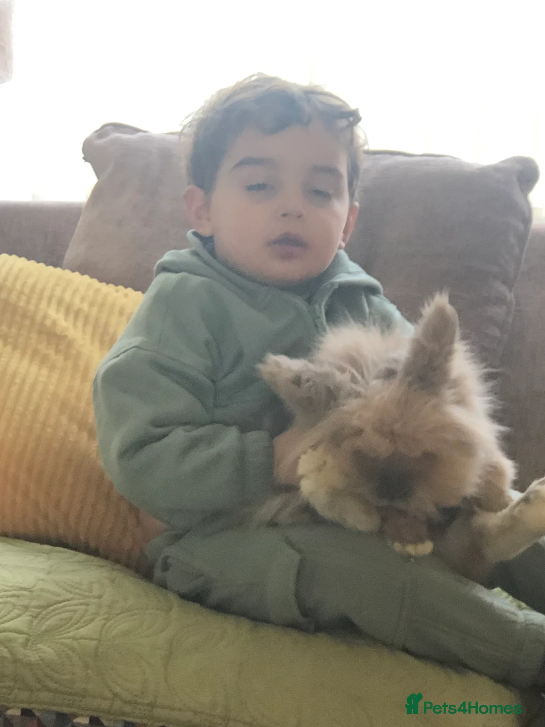 Lionhead rabbits for sale: Rabbit boy in Lancing - Advert 2