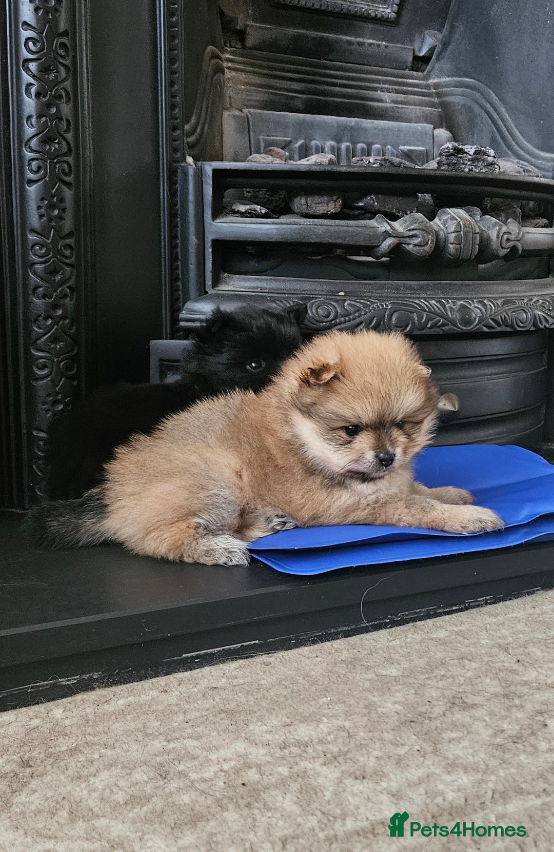 Pomeranian dogs for sale: Pomeranian pups - Image 2