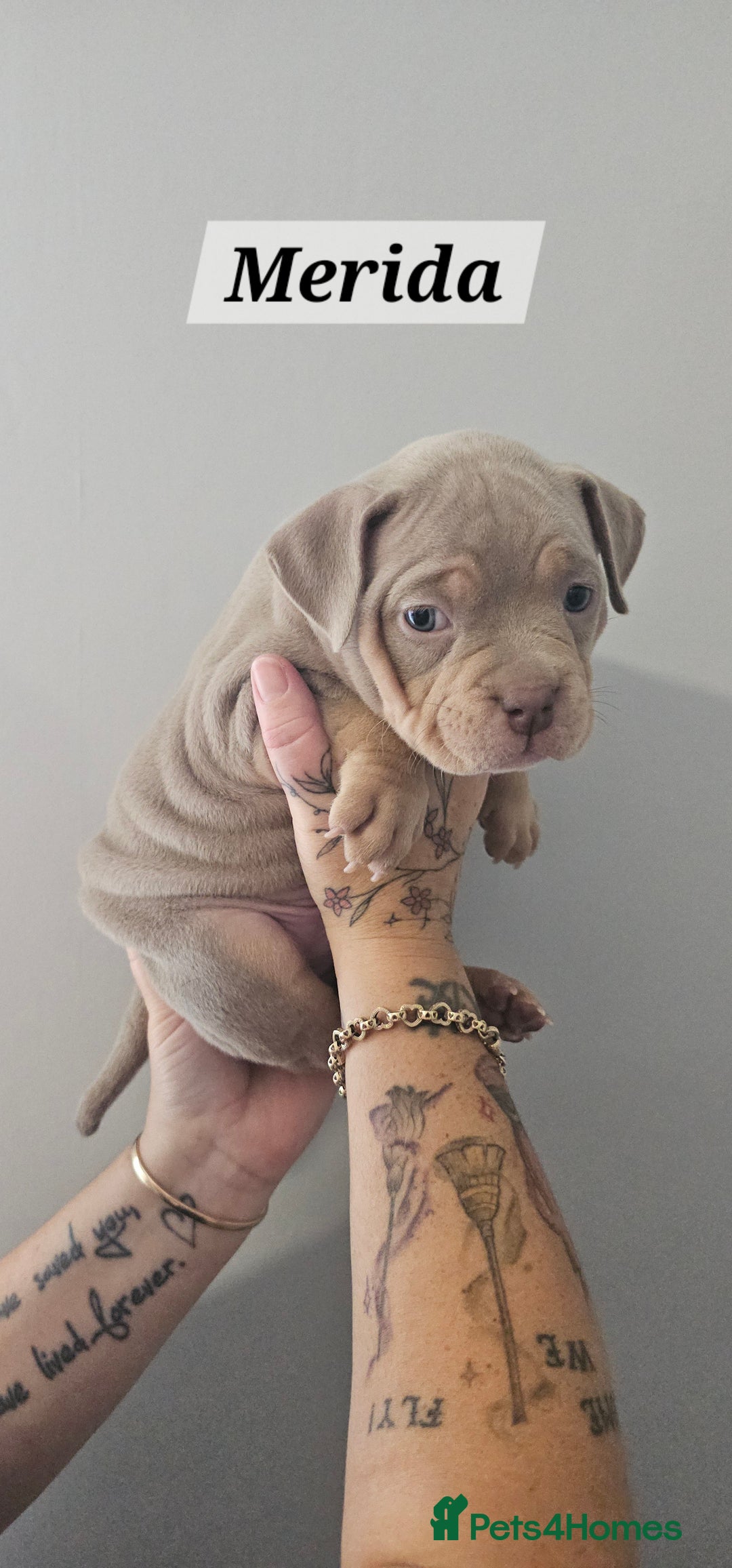 American Bully dogs for sale: BEAUTIFUL LITTER OF 8 POCKET BULLY PUPS - Image 9