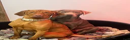Hungarian Vizsla dogs for sale: KC Viszla needs rehoming 1 year 2 months - Advert 11