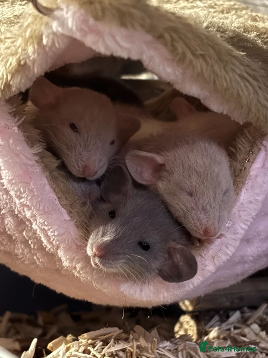 Rat rodents for sale: Rats for sale  - Advert 1